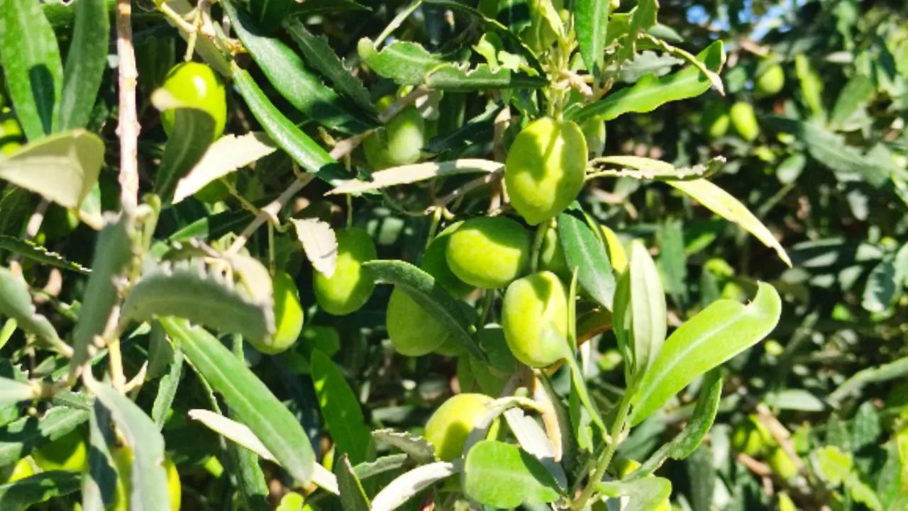 Farm stay Le Zagare Di Vendicari Villa Lido di Noto